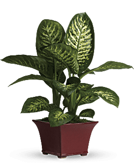 Delightful Dieffenbachia